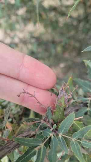 Nevin's barberry(Berberis nevinii)