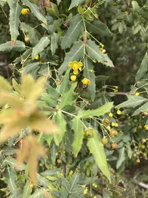 Nevin's barberry(Berberis nevinii)
