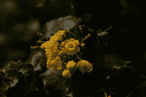 Island barberry(Berberis pinnata)