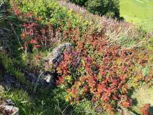 Island barberry(Berberis pinnata)