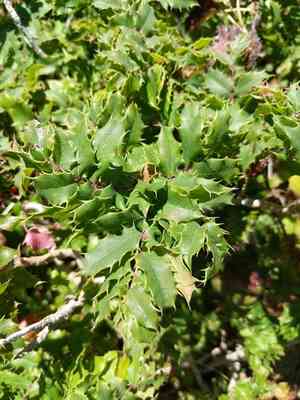 Island barberry(Berberis pinnata)