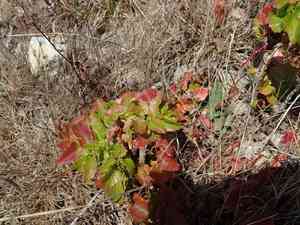 Island barberry(Berberis pinnata)