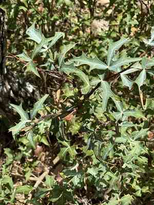 Agarita(Berberis trifoliolata)
