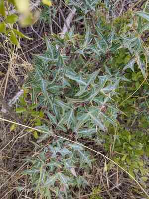 Agarita(Berberis trifoliolata)