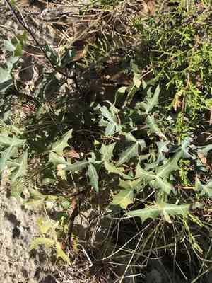 Agarita(Berberis trifoliolata)