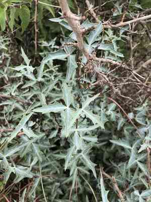 Agarita(Berberis trifoliolata)