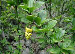 Common barberry(Berberis vulgaris)