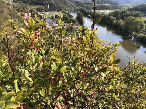 Common barberry(Berberis vulgaris)