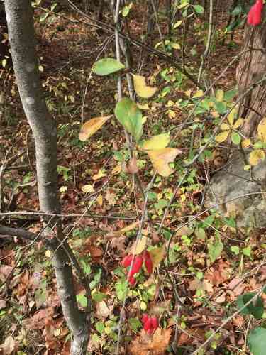 Common barberry(Berberis vulgaris)
