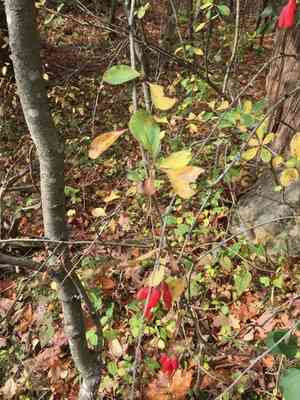 Common barberry(Berberis vulgaris)