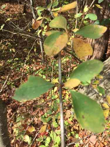 Common barberry(Berberis vulgaris)