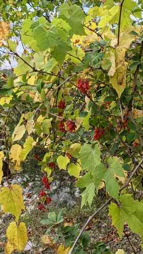 Common barberry(Berberis vulgaris)