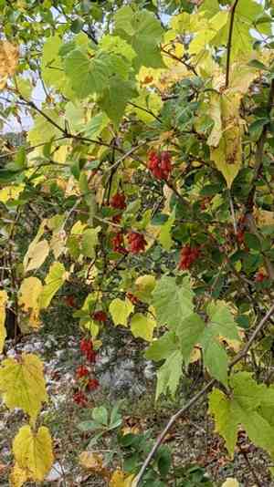 Common barberry(Berberis vulgaris)