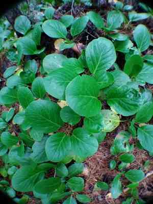Heartleaf bergenia(Bergenia crassifolia)