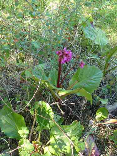 Heartleaf bergenia(Bergenia crassifolia)