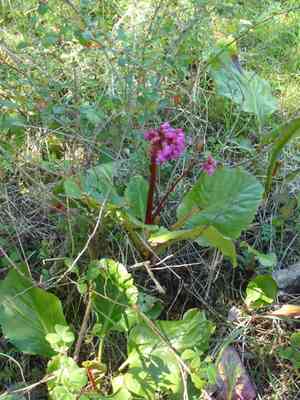 Heartleaf bergenia(Bergenia crassifolia)