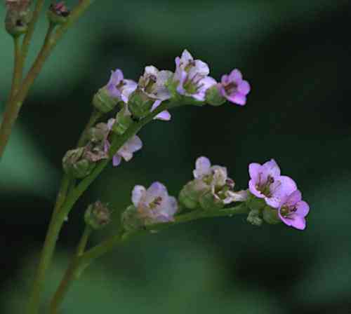 Heartleaf bergenia(Bergenia crassifolia)