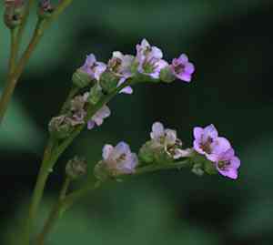 Heartleaf bergenia(Bergenia crassifolia)