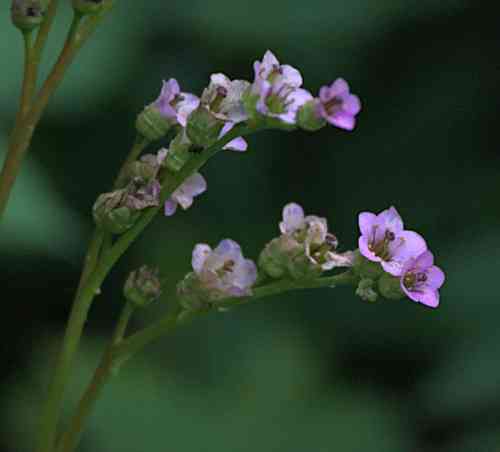 Heartleaf bergenia(Bergenia crassifolia)