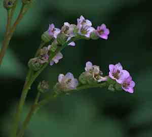 Heartleaf bergenia(Bergenia crassifolia)