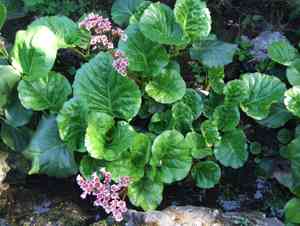 Heartleaf bergenia(Bergenia crassifolia)