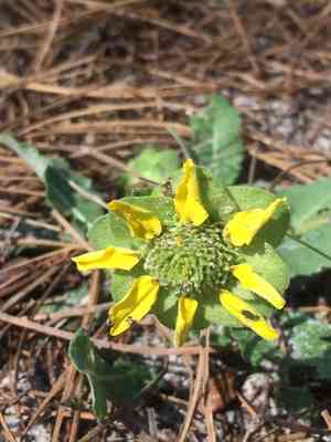 Florida greeneyes(Berlandiera subacaulis)