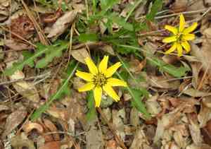 Florida greeneyes(Berlandiera subacaulis)