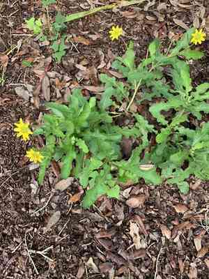 Florida greeneyes(Berlandiera subacaulis)