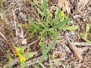 Florida greeneyes(Berlandiera subacaulis)