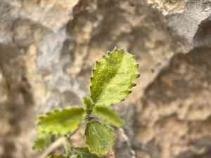 Desert myrtlecroton(Bernardia obovata)
