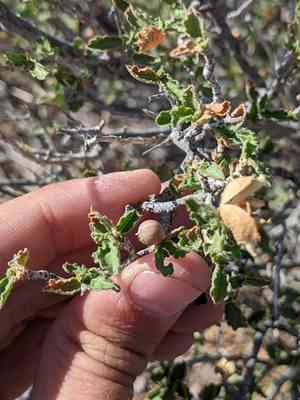 Desert myrtlecroton(Bernardia obovata)