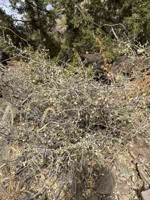 Desert myrtlecroton(Bernardia obovata)