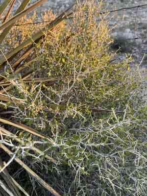 Desert myrtlecroton(Bernardia obovata)