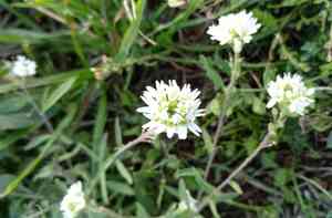 Hoary alyssum(Berteroa incana)