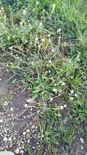 Hoary alyssum(Berteroa incana)