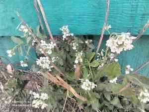 Hoary alyssum(Berteroa incana)