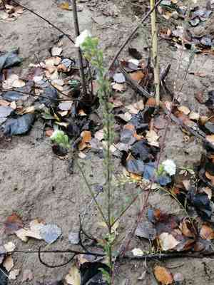Hoary alyssum(Berteroa incana)