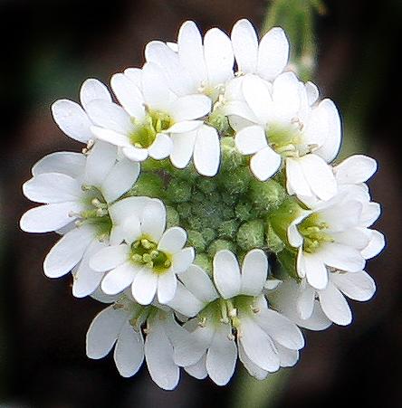 Hoary alyssum