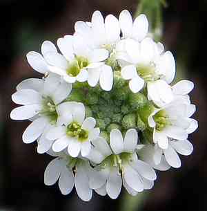 Hoary alyssum(Berteroa incana)