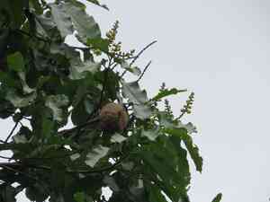 Brazil nut(Bertholletia excelsa)