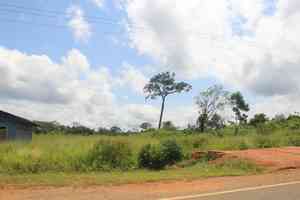 Brazil nut(Bertholletia excelsa)