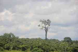 Brazil nut(Bertholletia excelsa)