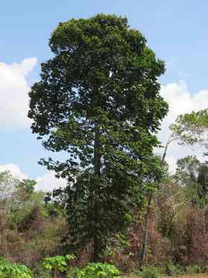 Brazil nut(Bertholletia excelsa)
