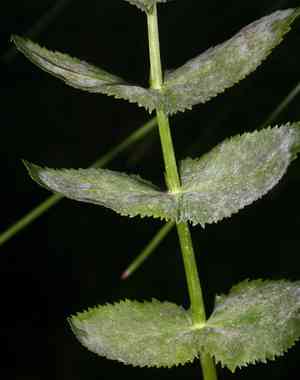 Cutleaf waterparsnip(Berula erecta)