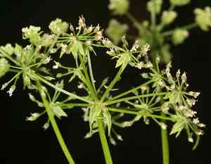 Cutleaf waterparsnip(Berula erecta)