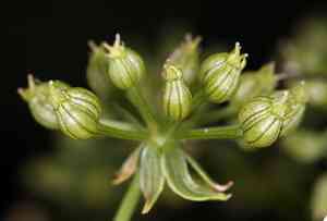 Cutleaf waterparsnip(Berula erecta)