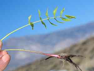 Cutleaf waterparsnip(Berula erecta)
