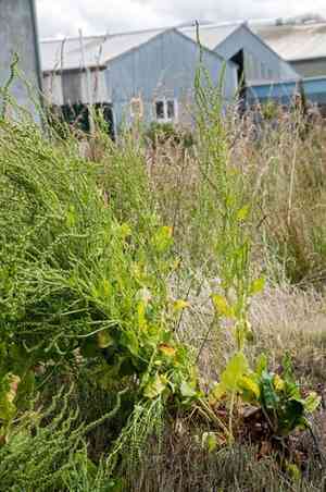 Chard(Beta vulgaris var. cicla)