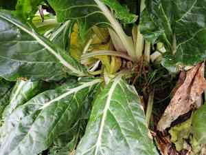 Chard(Beta vulgaris var. cicla)