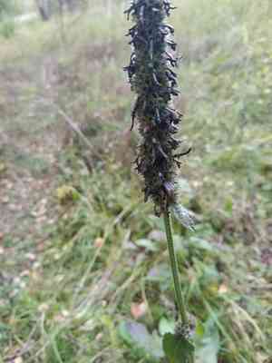 Betony(Betonica officinalis)